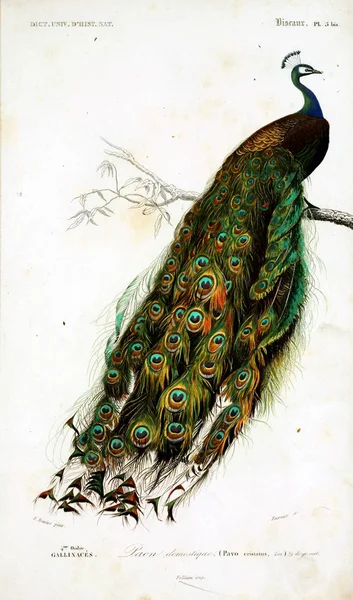 鸟的例证 Dictionnaire Universel Histoire 奈楚丽巴黎1849 — 图库照片