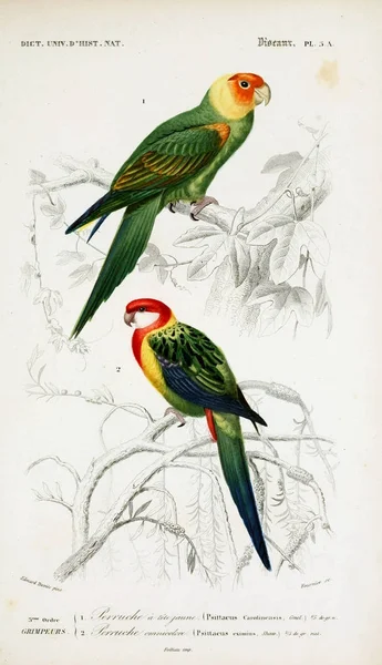 Illustration Birds Dictionnaire Universel Histoire Naturelle Paris 1849 — Stock Photo, Image