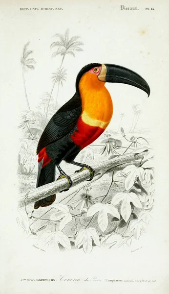 Illustration Birds Dictionnaire Universel Histoire Naturelle Paris 1849 — Stock Photo, Image