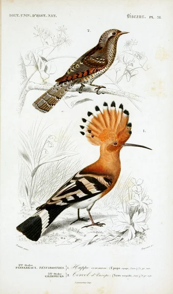 鳥のイラスト 辞典ユニバーセル国立自然史パリ 1849 — ストック写真