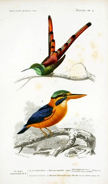 Illustration Oiseaux Dictionnaire Universel Histoire Naturelle Paris 1849 — Photo