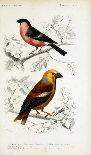 鳥のイラスト 辞典ユニバーセル国立自然史パリ 1849 — ストック写真