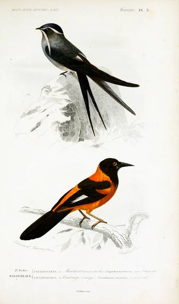 Illustration Oiseaux Dictionnaire Universel Histoire Naturelle Paris 1849 — Photo