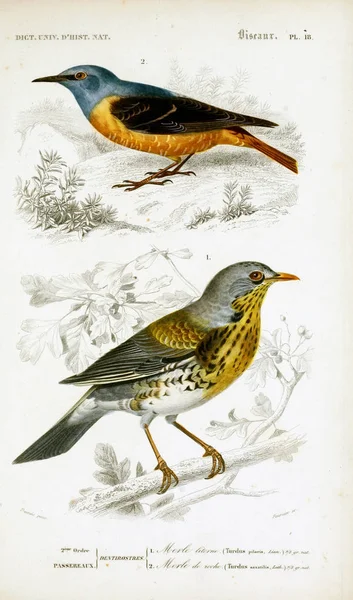 Illustratie Van Vogels Dictionnaire Universel Histoire Naturelle Parijs 1849 — Stockfoto