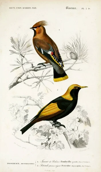 Illustration Fåglar Dictionnaire Universel Histoire Naturelle Paris 1849 — Stockfoto