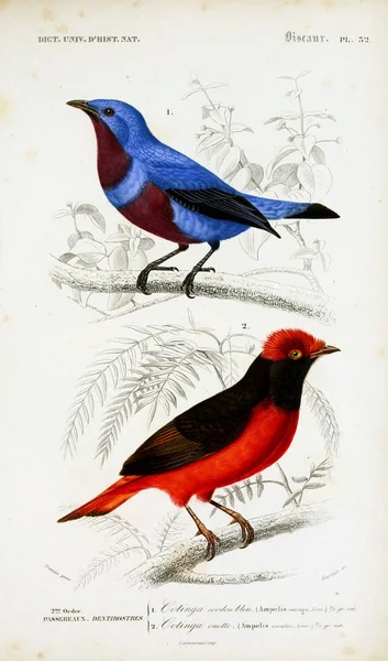 Vogeldarstellung Dictionnaire Universel Histoire Naturelle Paris 1849 — Stockfoto