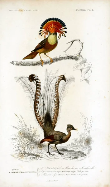 Vogeldarstellung Dictionnaire Universel Histoire Naturelle Paris 1849 — Stockfoto