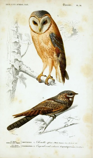 Ilustracja Ptaków Dictionnaire Universel Histoire Naturelle Paryż 1849 — Zdjęcie stockowe