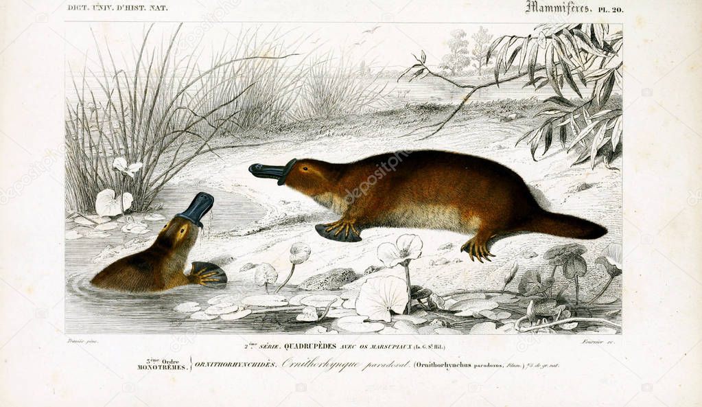 Illustration Of A Platypus. Dictionnaire universel d'histoire naturelle Paris 1849