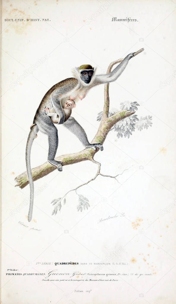 Illustration of primates. Dictionnaire universel d'histoire naturelle Paris 1849