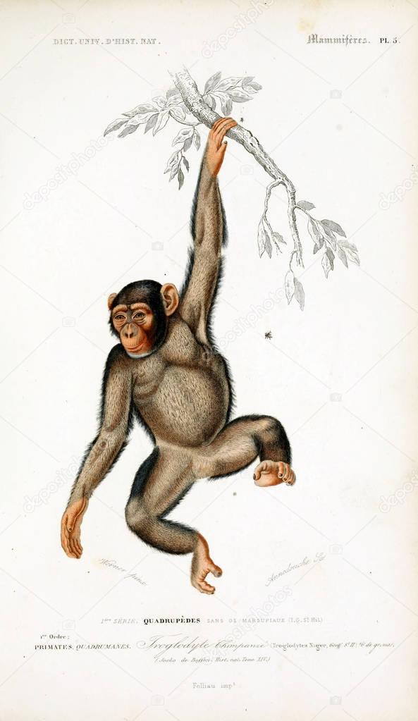 Illustration of primates. Dictionnaire universel d'histoire naturelle Paris 1849