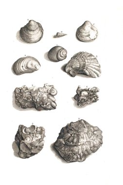 Illustration of seashells D'Amboinsche Rariteitkamer ... : behelzende eene beschryvinge van allerhande zoo weeke als harde Schaalvisschen. 1705
