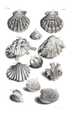Illustration of seashells D'Amboinsche Rariteitkamer ... : behelzende eene beschryvinge van allerhande zoo weeke als harde Schaalvisschen. 1705