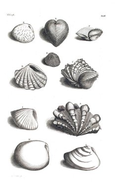 Illustration of seashells D'Amboinsche Rariteitkamer ... : behelzende eene beschryvinge van allerhande zoo weeke als harde Schaalvisschen. 1705