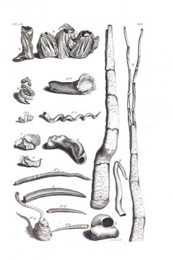 Illustration of seashells D'Amboinsche Rariteitkamer ... : behelzende eene beschryvinge van allerhande zoo weeke als harde Schaalvisschen. 1705