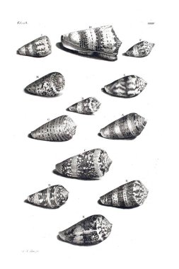 Illustration of seashells D'Amboinsche Rariteitkamer ... : behelzende eene beschryvinge van allerhande zoo weeke als harde Schaalvisschen. 1705