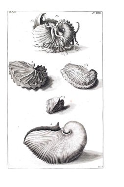 Illustration of seashells D'Amboinsche Rariteitkamer ... : behelzende eene beschryvinge van allerhande zoo weeke als harde Schaalvisschen. 1705