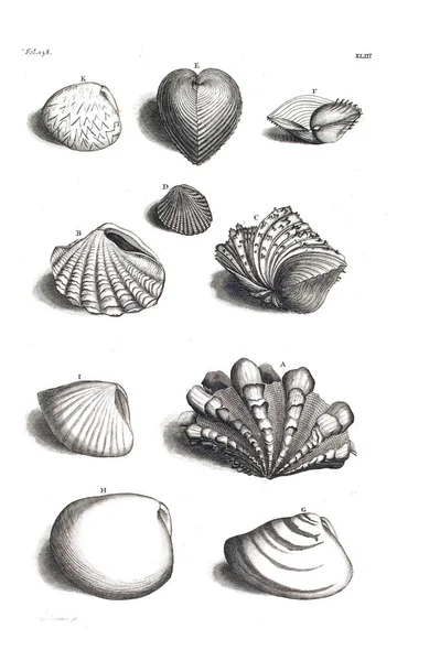 Illustration Seashells Amboinsche Rariteitkamer Behelzende Eene Beschryvinge Van Allerhande Zoo — Φωτογραφία Αρχείου