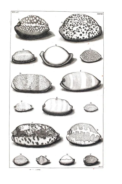 Illustration Seashells Amboinsche Rariteitkamer Behelzende Eene Beschryvinge Van Allerhande Zoo — Φωτογραφία Αρχείου