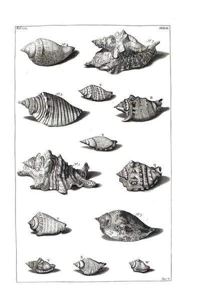 Illustration Seashells Amboinsche Rariteitkamer Behelzende Eene Beschryvinge Van Allerhande Zoo — Stock Photo, Image