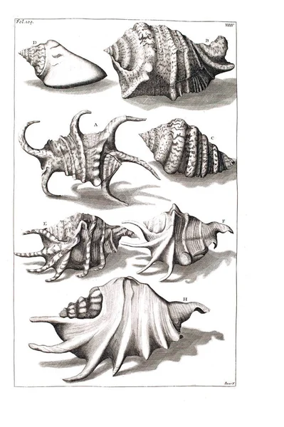 Illustration Seashells Amboinsche Rariteitkamer Behelzende Eene Beschryvinge Van Allerhande Zoo — Stockfoto