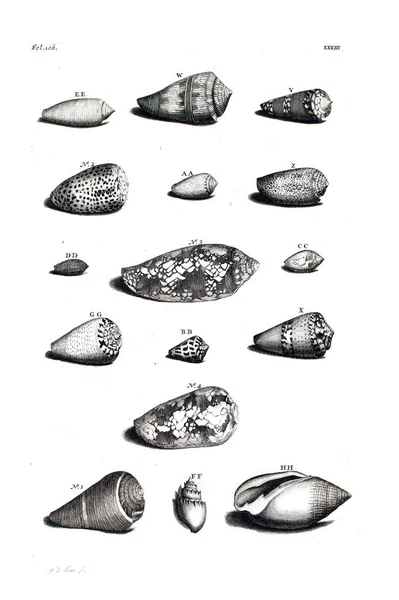 Illustration Seashells Amboinsche Rariteitkamer Behelzende Eene Beschryvinge Van Allerhande Zoo — 스톡 사진