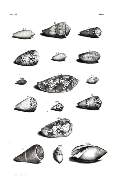 Illustration Seashells Amboinsche Rariteitkamer Behelzende Eene Beschryvinge Van Allerhande Zoo — Stok fotoğraf