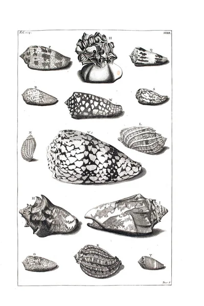 Illustration Seashells Amboinsche Rariteitkamer Behelzende Eene Beschryvinge Van Allerhande Zoo — 图库照片