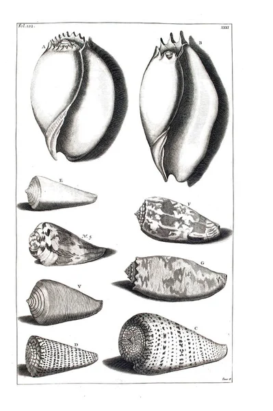 Illustration Seashells Amboinsche Rariteitkamer Behelzende Eene Beschryvinge Van Allerhande Zoo — ストック写真