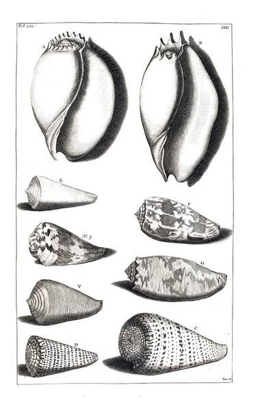 Illustration Seashells Amboinsche Rariteitkamer Behelzende Eene Beschryvinge Van Allerhande Zoo — Φωτογραφία Αρχείου