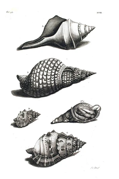 Illustration Seashells Amboinsche Rariteitkamer Behelzende Eene Beschryvinge Van Allerhande Zoo — Φωτογραφία Αρχείου