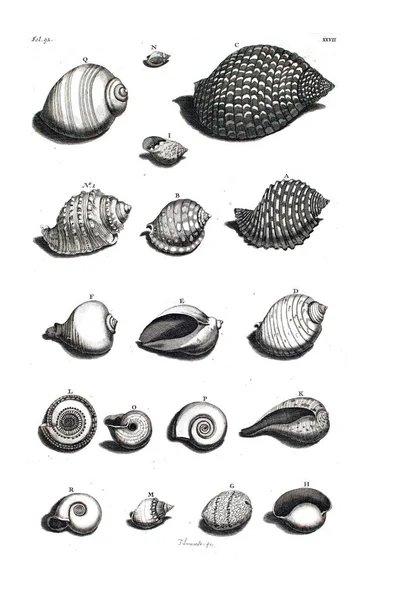 Illustration Seashells Amboinsche Rariteitkamer Behelzende Eene Beschryvinge Van Allerhande Zoo — Φωτογραφία Αρχείου