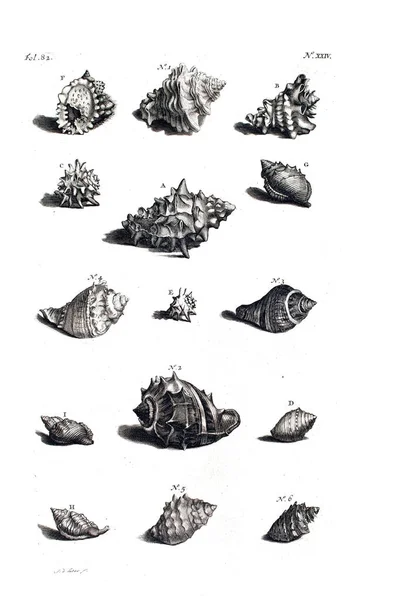Illustration Seashells Amboinsche Rariteitkamer Behelzende Eene Beschryvinge Van Allerhande Zoo — Zdjęcie stockowe