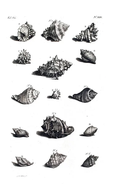 Illustration Seashells Amboinsche Rariteitkamer Behelzende Eene Beschryvinge Van Allerhande Zoo — Stok fotoğraf