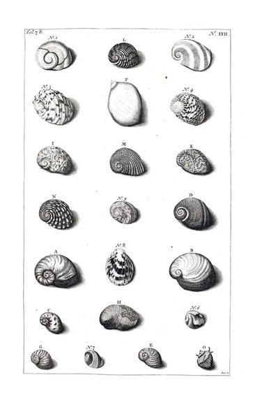 Illustration Seashells Amboinsche Rariteitkamer Behelzende Eene Beschryvinge Van Allerhande Zoo — Zdjęcie stockowe