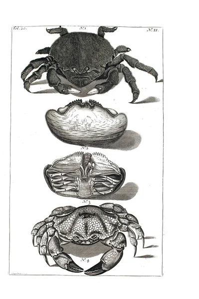 Illustration Crabe Amboinsche Rariteitkamer Behelzende Eene Beschryvinge Van Allerhande Zoo — Photo