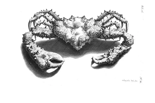 Illustration Crab Amboinsche Rariteitkamer Behelzende Eene Beschryvinge Van Allerhande Zoo — Stockfoto