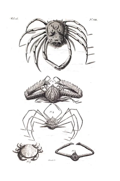 Illustration Crab Amboinsche Rariteitkamer Behelzende Eene Beschryvinge Van Allerhande Zoo — ストック写真