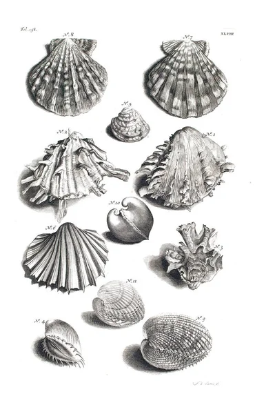Illustration Seashells Amboinsche Rariteitkamer Behelzende Eene Beschryvinge Van Allerhande Zoo Stock Kép