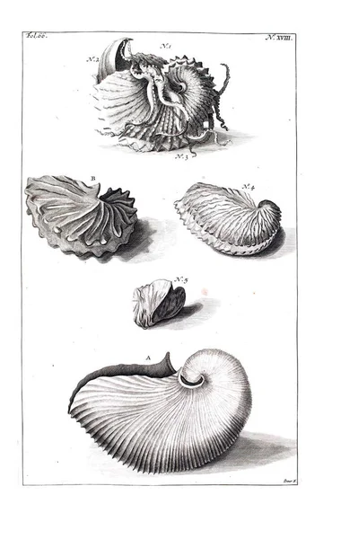 Illustration Seashells Amboinsche Rariteitkamer Behelzende Eene Beschryvinge Van Allerhande Zoo Jogdíjmentes Stock Fotók