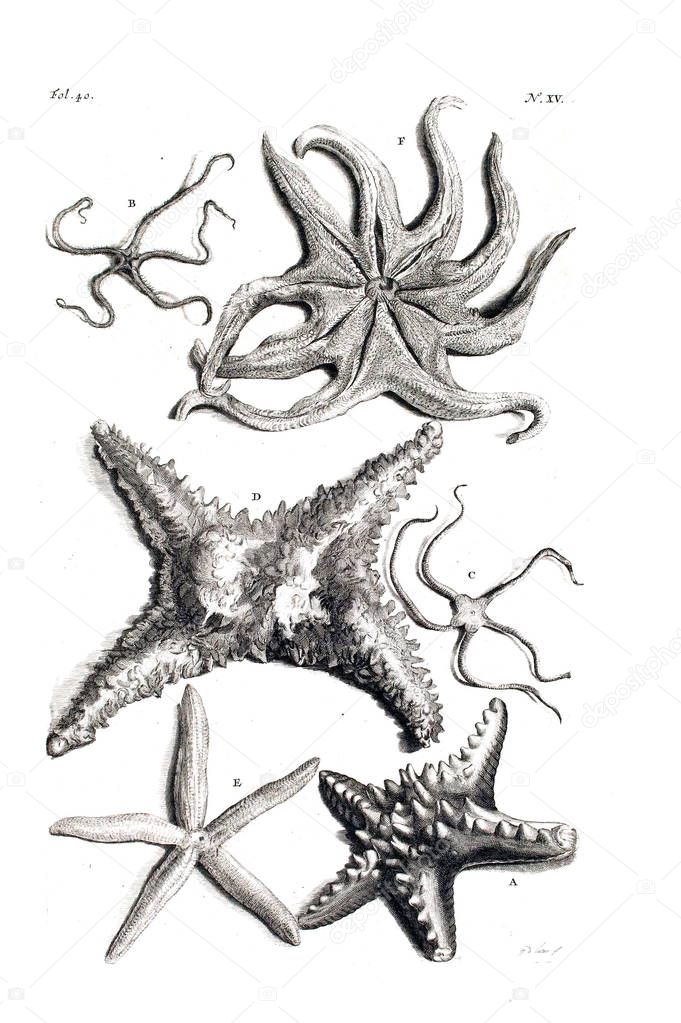 Illustration of a starfish D'Amboinsche Rariteitkamer ... : behelzende eene beschryvinge van allerhande zoo weeke als harde Schaalvisschen. 1705