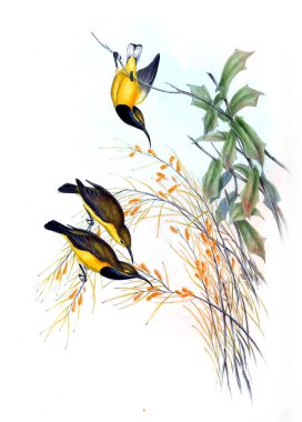 Kuş Illustration. Avustralya, kuşların ek. 1869 