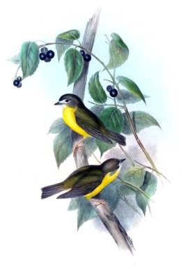 Kuş Illustration. Avustralya, kuşların ek. 1869 