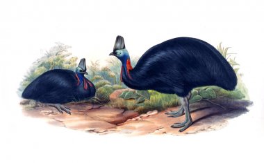 Kuş Illustration. Avustralya, kuşların ek. 1869 