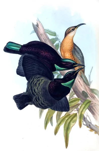 Ilustrace Ptačí Ptáci Austrálie Doplnit 1869 — Stock fotografie