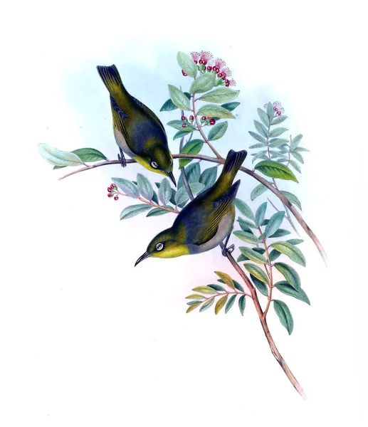 Illustration Bird Birds Australia Supplement 1869 — Stock Photo, Image