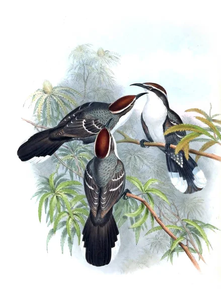 Illustratie Van Vogels Vogels Van Australië Aanvullen 1869 — Stockfoto