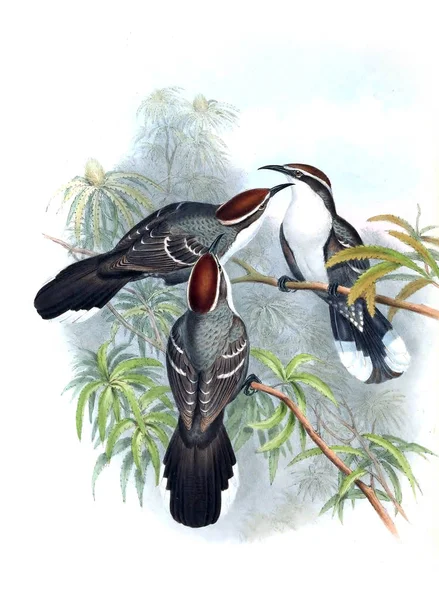 Illustration of bird. The birds of Australia, supplement. 1869