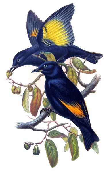 Иллюстрация Птицы Птицы Австралии Дополнение 1869 Год — стоковое фото