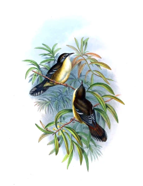 Ilustración Aves Las Aves Australia Suplemento 1869 —  Fotos de Stock